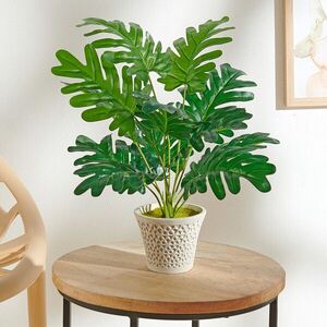 Monstera egy virágcserépben kép