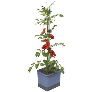 Gusta Garden TOM TOMATO Standard önitató virágcserép, kék kép