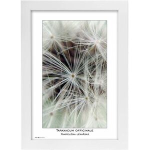 TRADAG Natura 20×30, fehér kép