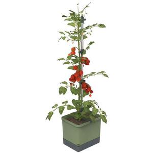 Gusta Garden TOM TOMATO Standard önöntöző virágcserép, sötétzöld kép
