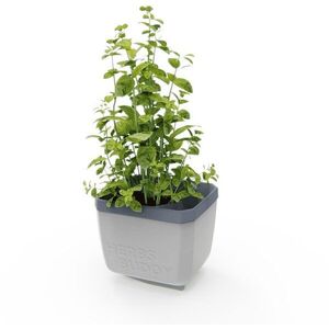 Gusta Garden HERBS BUDDY önöntözős, világosszürke kép