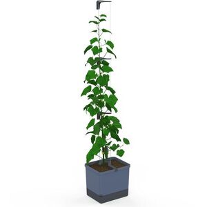 Gusta Garden CURT CUCUMBER önöntözős, kék kép