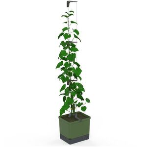 Gusta Garden CURT CUCUMBER önöntözős, zöld kép