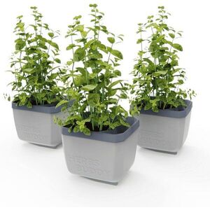 Gusta Garden HERBS BUDDY önöntözős, világosszürke, 3 darab kép