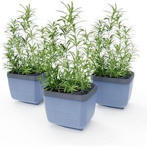 Gusta Garden HERBS BUDDY önöntözős, kék, 3 darab kép