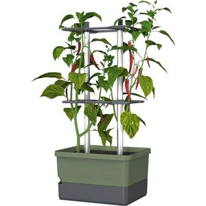 Gusta Garden CHARLY CHILI Standard, sötétzöld kép