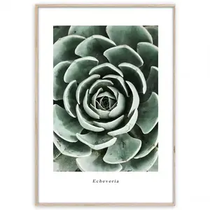 Artbox Digi 50x70 Br007 Echeveria kép