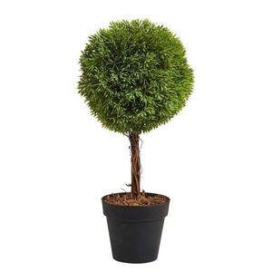 FLORISTA mini cserepes bukszus, 35 cm magas kép