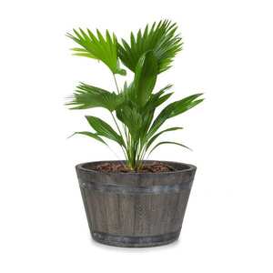 Blumfeldt Winegrow, virágcserép, 52, 5 x 31, 5 cm (Ø x M), könnyű, fibreclay, szürke kép